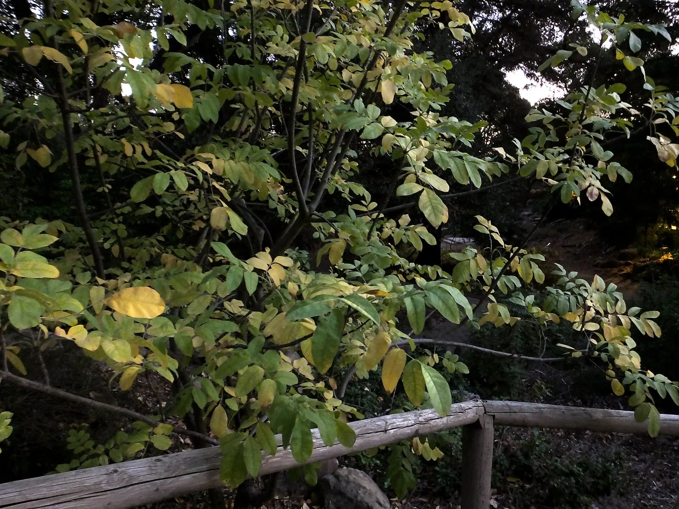 Oregon Ash