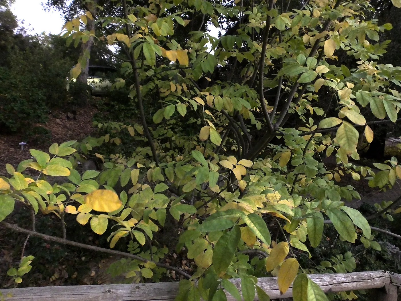 Oregon Ash