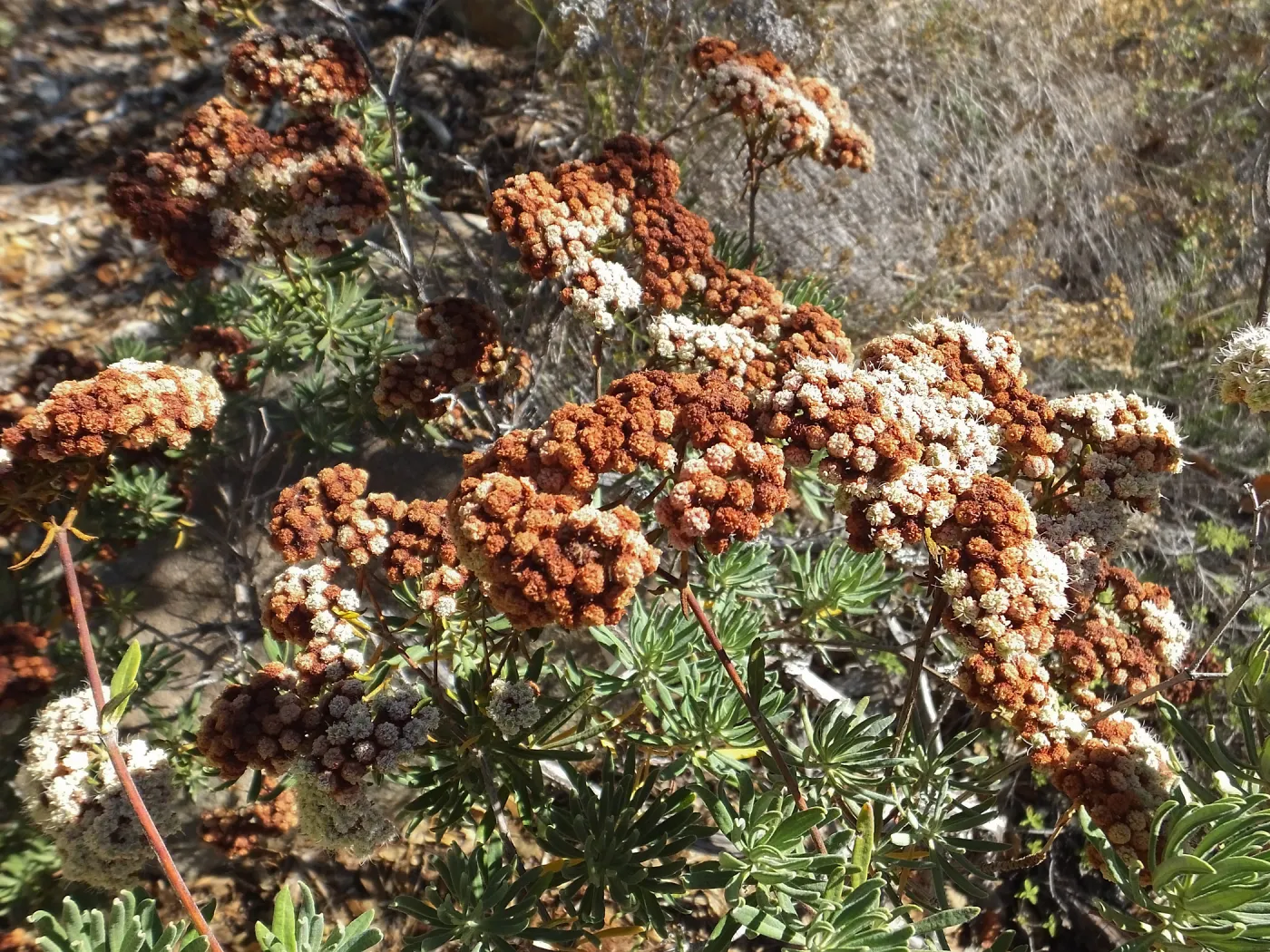 Santa Cruz Island Buckwheat