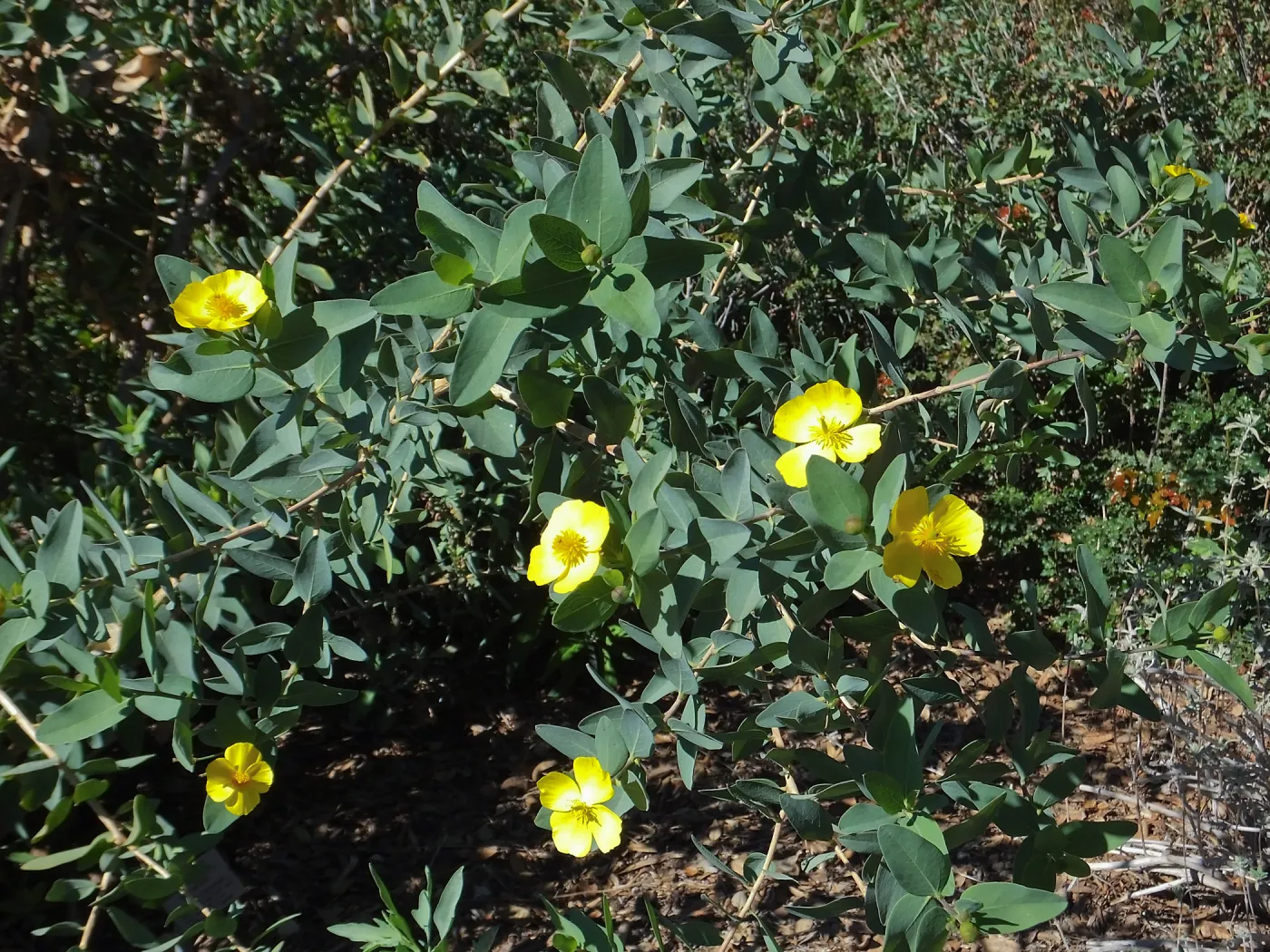 Island Bush Poppy