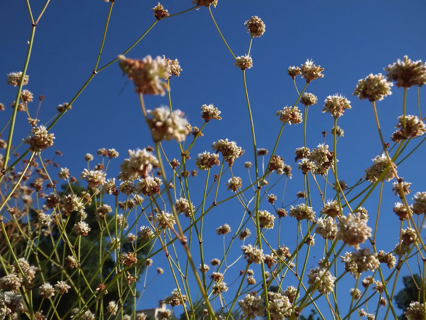 Redflower Buckwheat