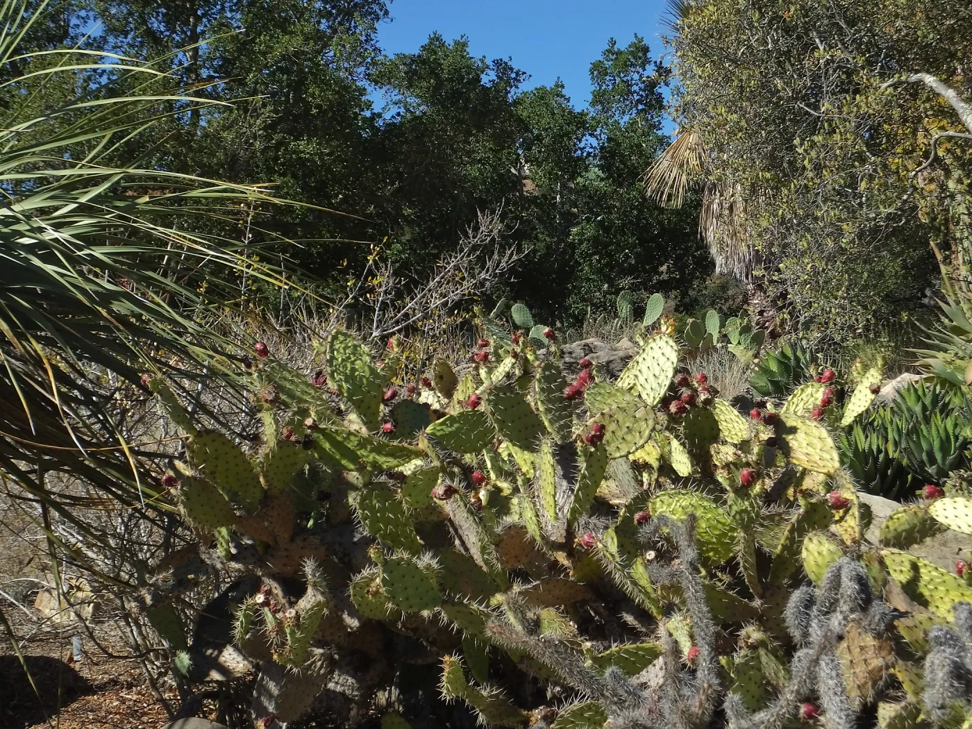 Opuntia (Prickly-pear)
