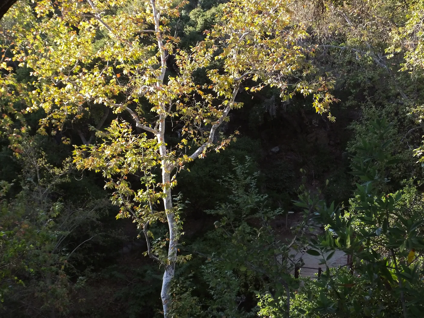 Sycamore in Mission Canyon