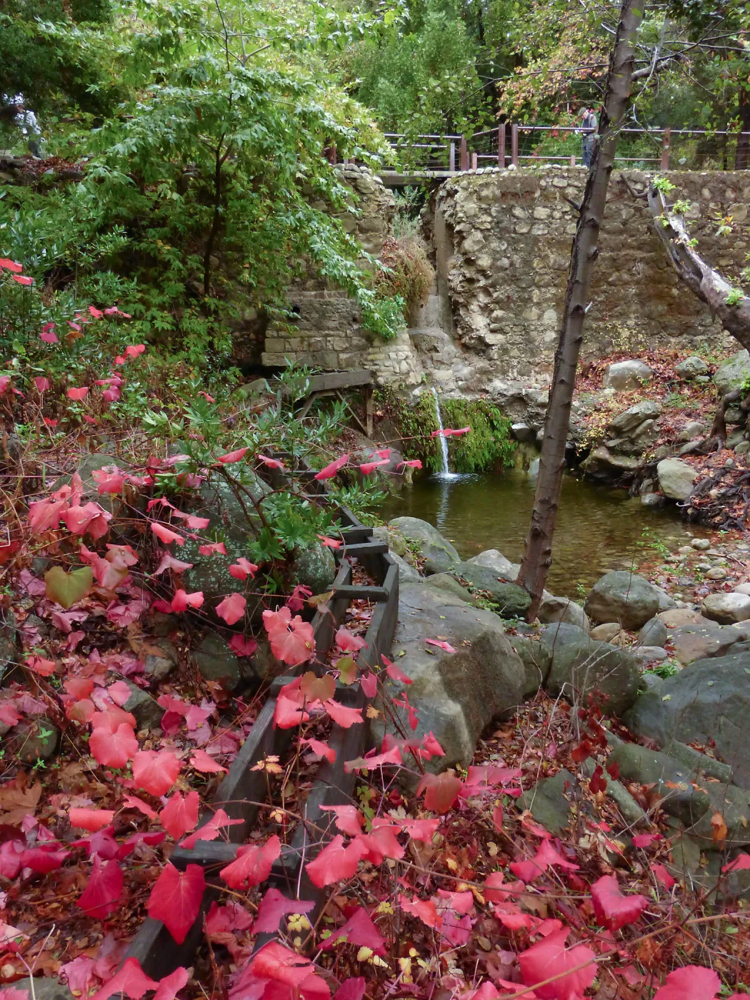 Rogers California Grape below Mission Dam