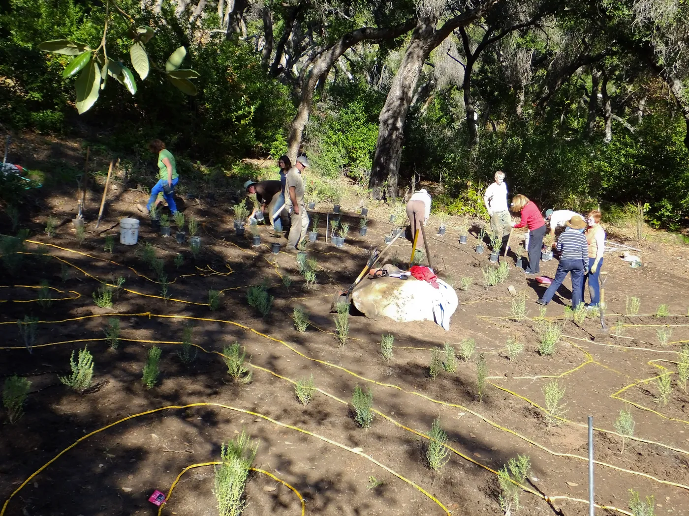 Centennial Maze Planting