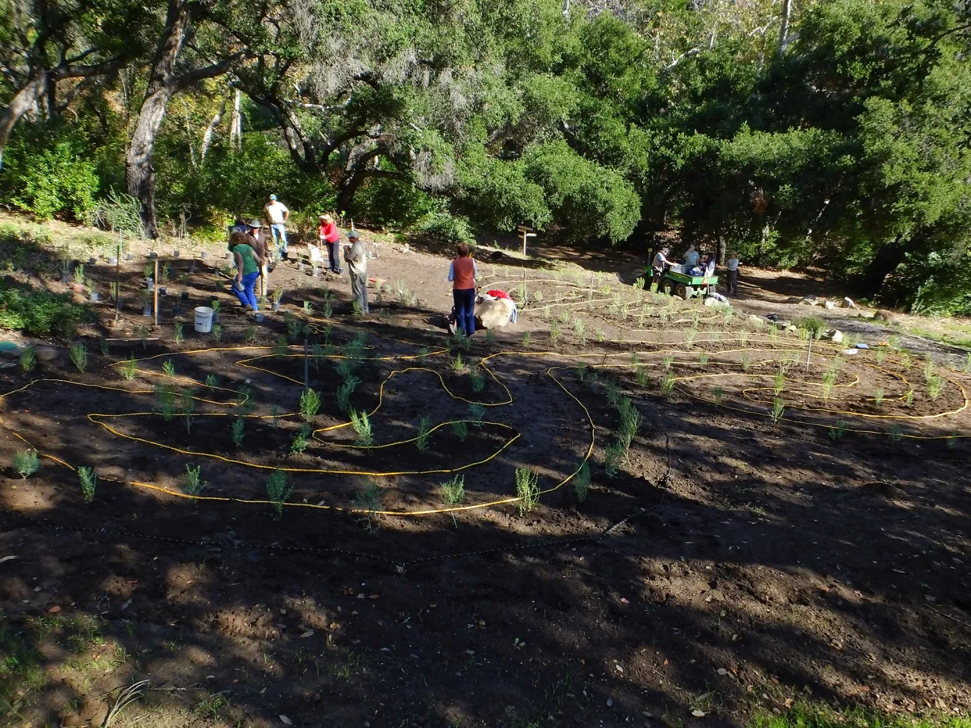 Centennial Maze Planting