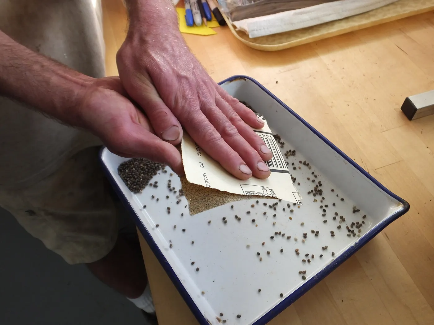 Meadow Restoration year 2, scarifying lupine seeds