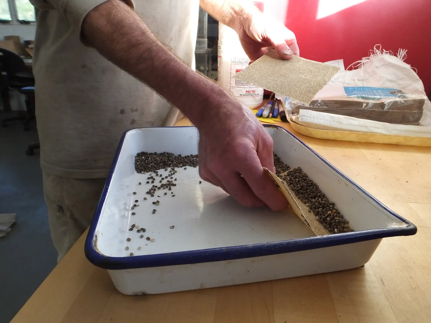 Meadow Restoration year 2, scarifying lupine seeds (sequence frame)
