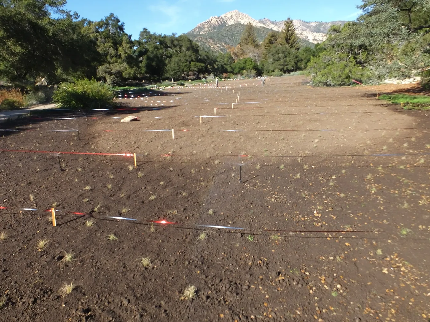 Meadow Restoration Project, Year 2, Wildflower Seed Sowing and Raking in Lupine Seed