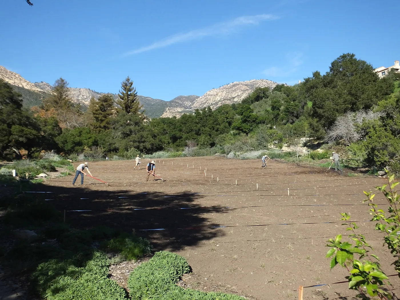 Meadow Restoration Project, Year 2, Wildflower Seed Sowing and Raking in Lupine Seed