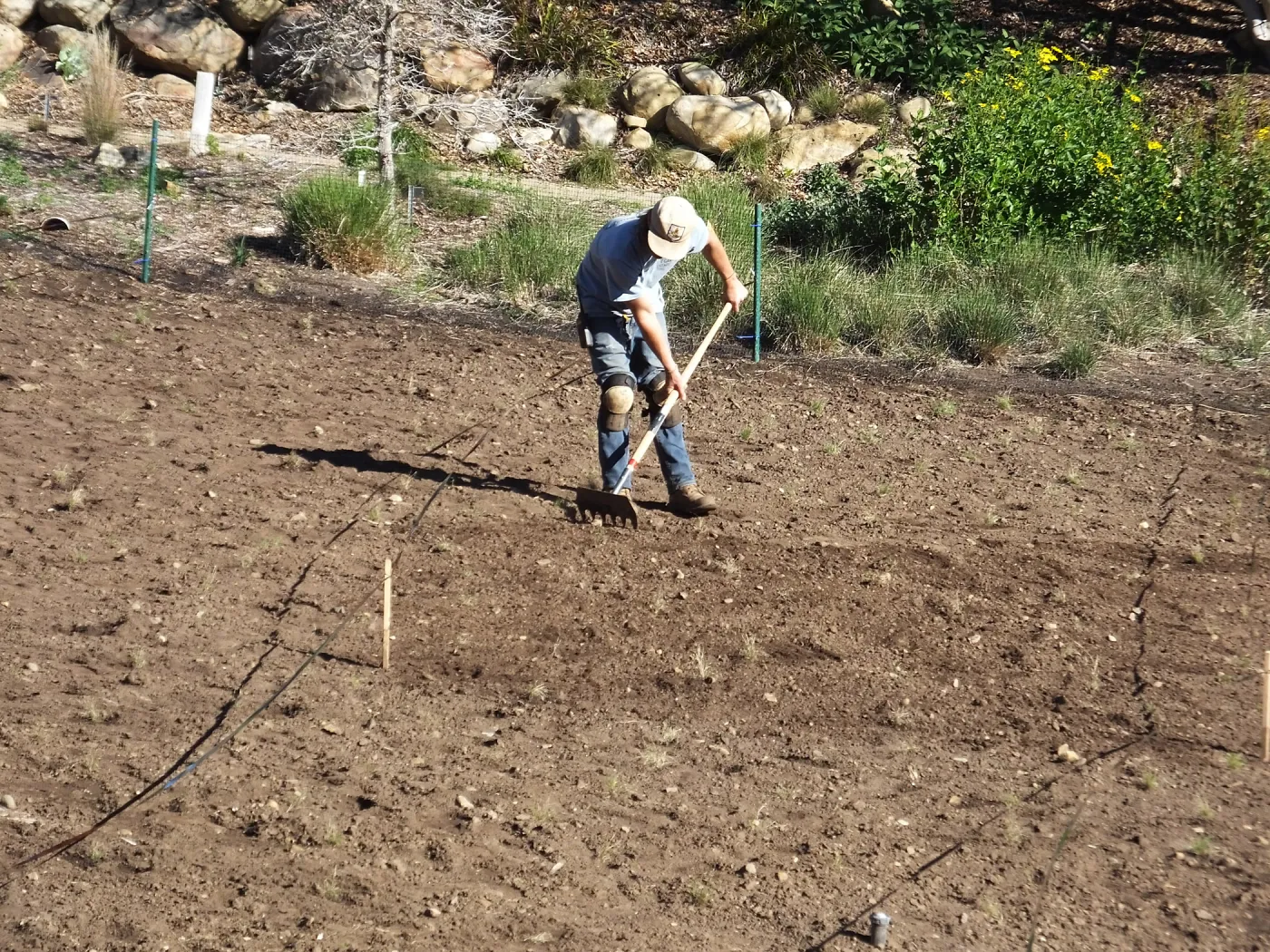 Meadow Restoration Project, Year 2, Raking in Lupine Seed
