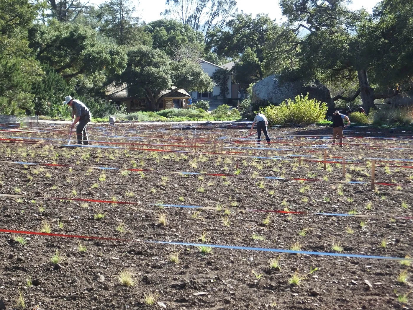 Meadow Restoration Project, Year 2, Raking in Lupine Seed