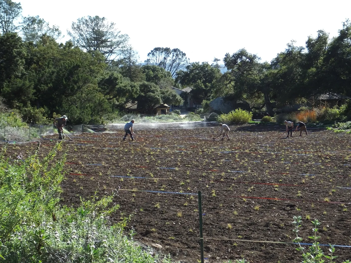 Meadow Restoration Project, Year 2, Raking in Lupine Seed