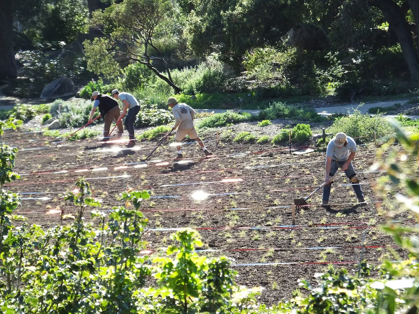 Meadow Restoration Project, Year 2, Raking in Lupine Seed