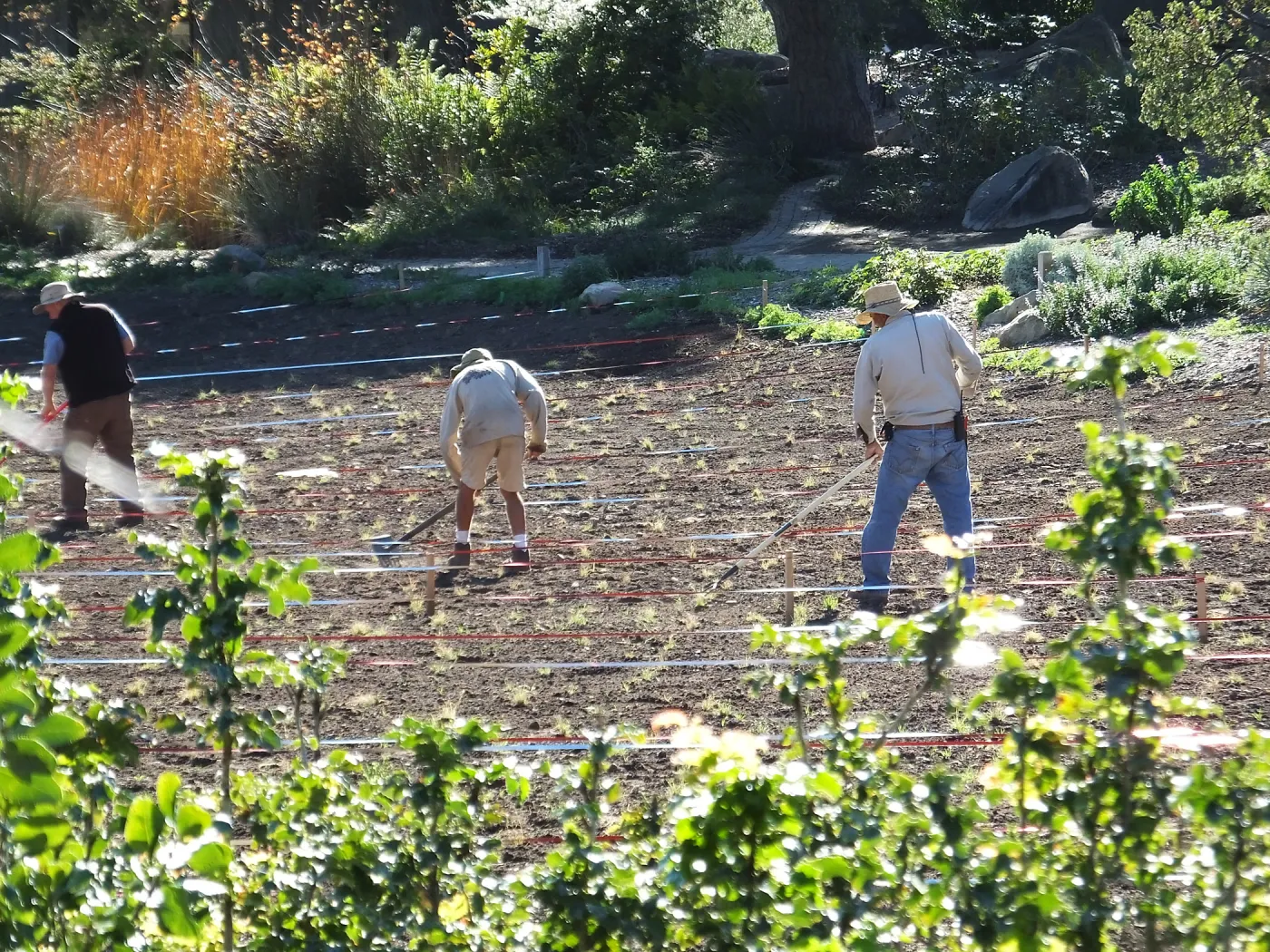 Meadow Restoration Project, Year 2, Raking in Lupine Seed