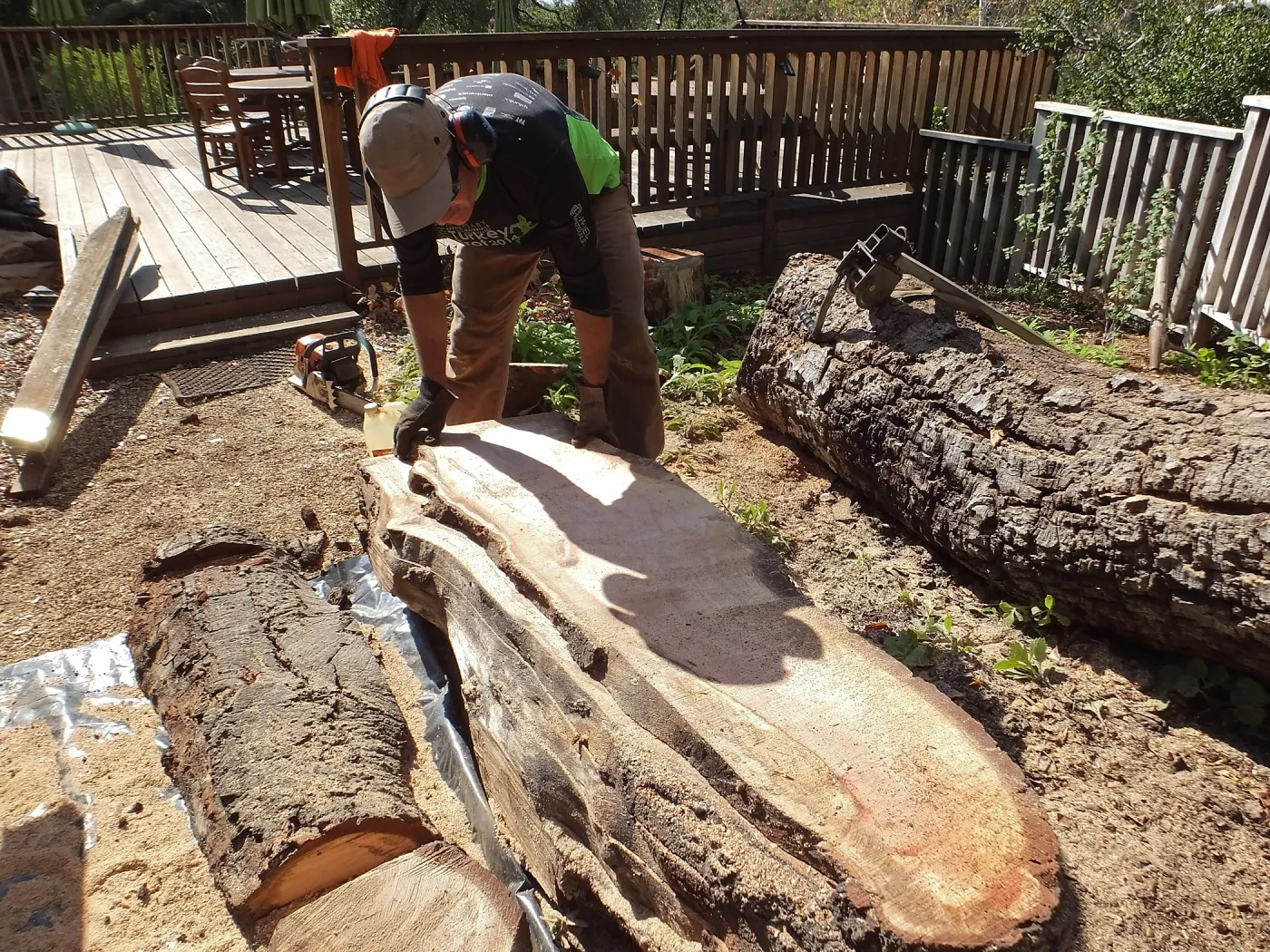 Trunk of former Cottage Oak (Coastal Live Oak) being milled into slabs by Ed Smith of Local Wood