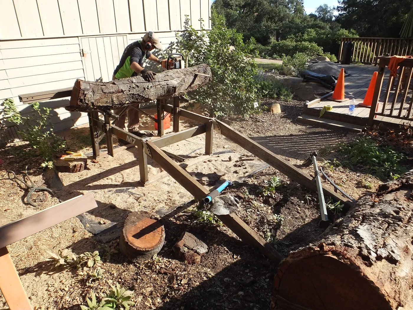 Trunk of former Cottage Oak (Coastal Live Oak) being milled into slabs by Ed Smith of Local Wood