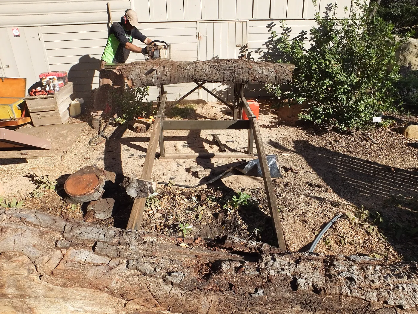 Trunk of former Cottage Oak (Coastal Live Oak) being milled into slabs by Ed Smith of Local Wood