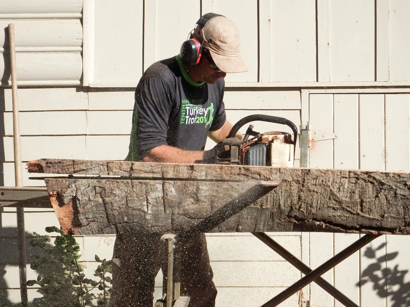 Trunk of former Cottage Oak (Coastal Live Oak) being milled into slabs by Ed Smith of Local Wood