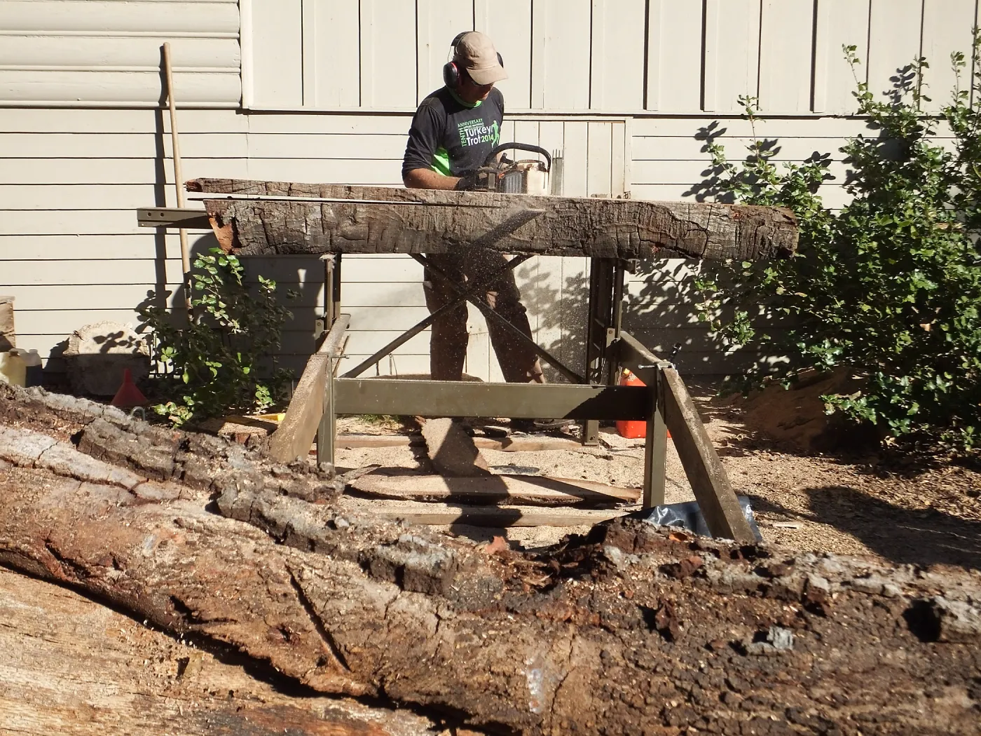Trunk of former Cottage Oak being milled into slabs by Ed Smith of Local Wood