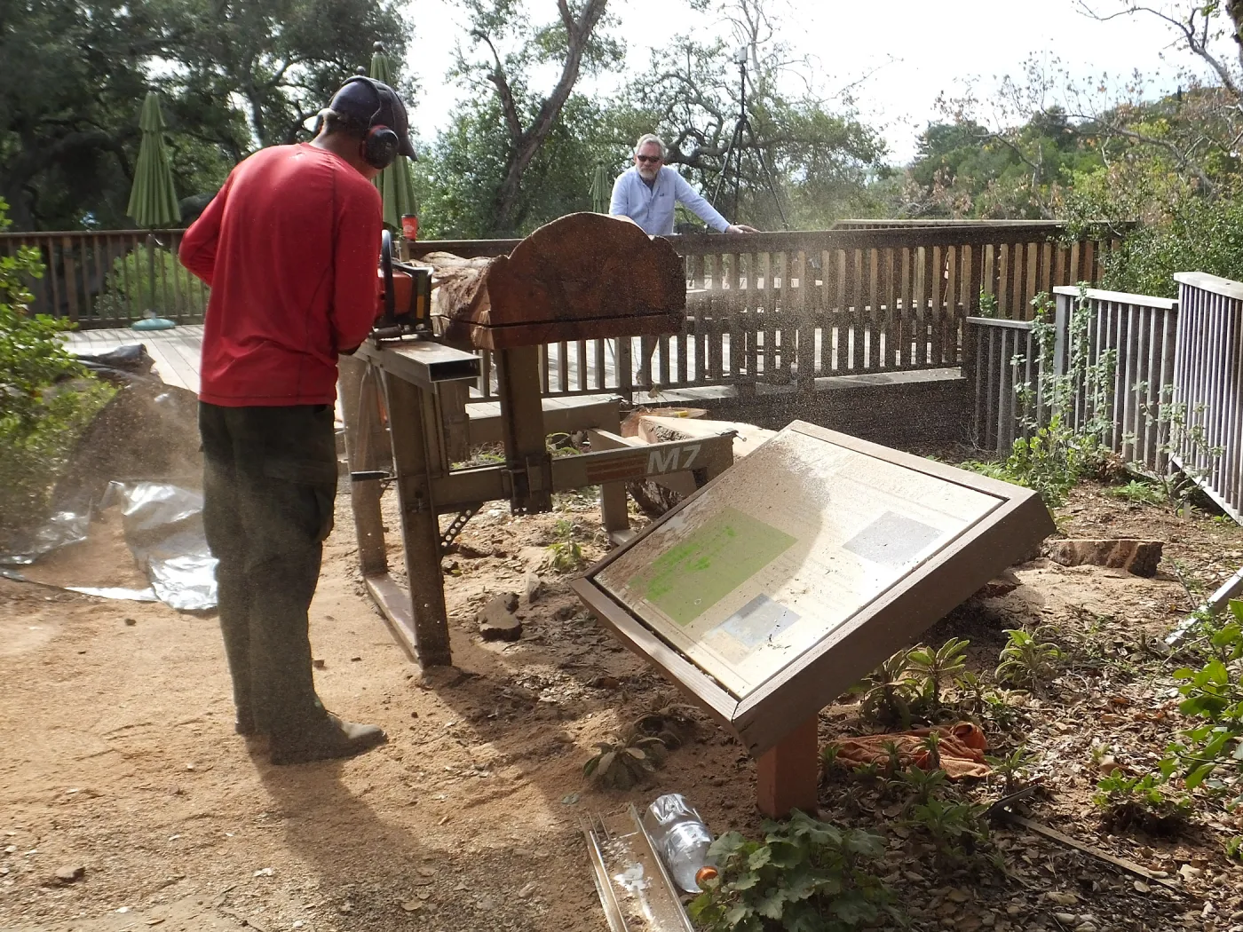 Trunk of former Cottage Oak (Coastal Live Oak) being milled into slabs by Ed Smith of Local Wood