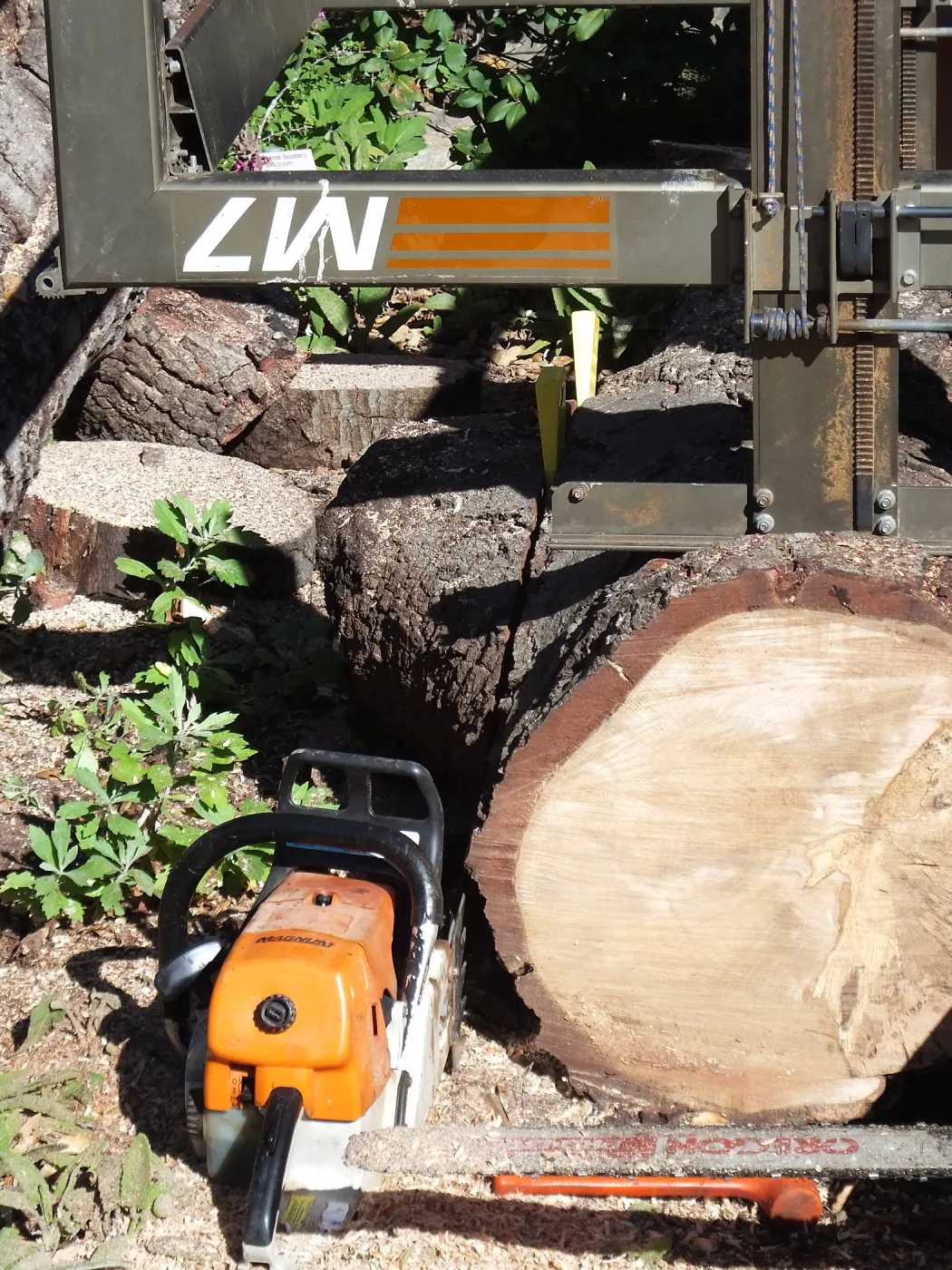 Trunk of former Cottage Oak being milled into slabs