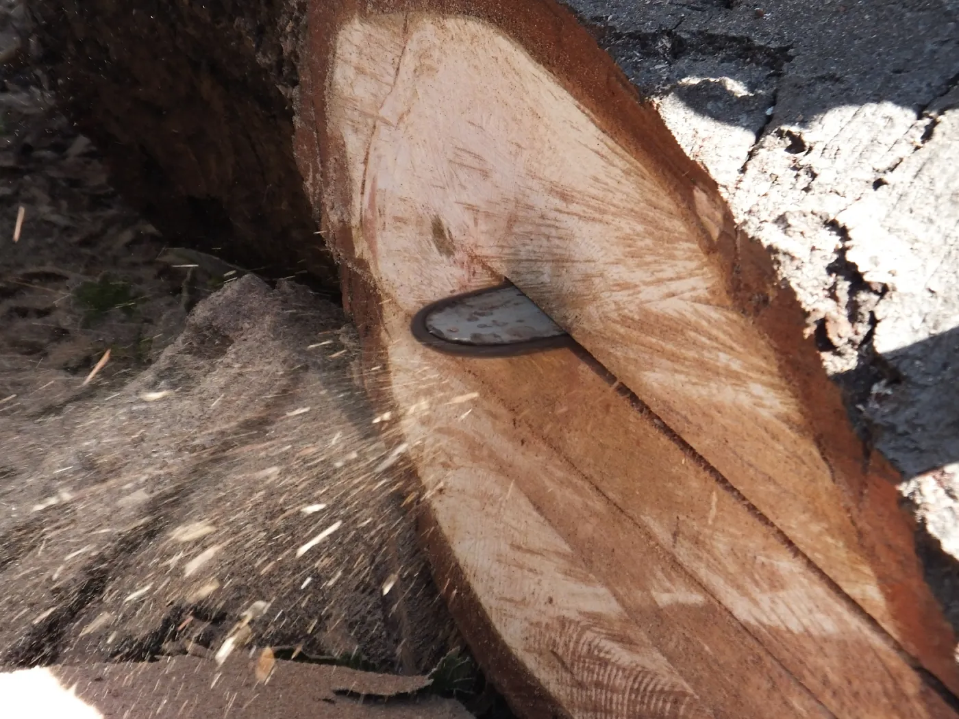 Trunk of former Cottage Oak being milled into slabs