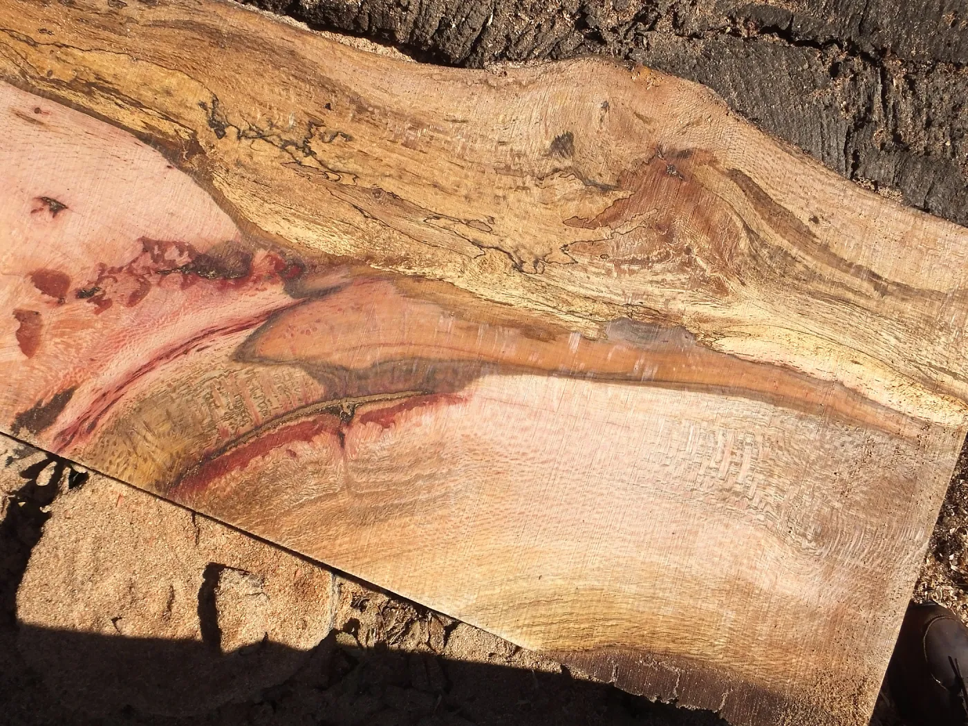 Trunk of former Cottage Oak being milled into slabs