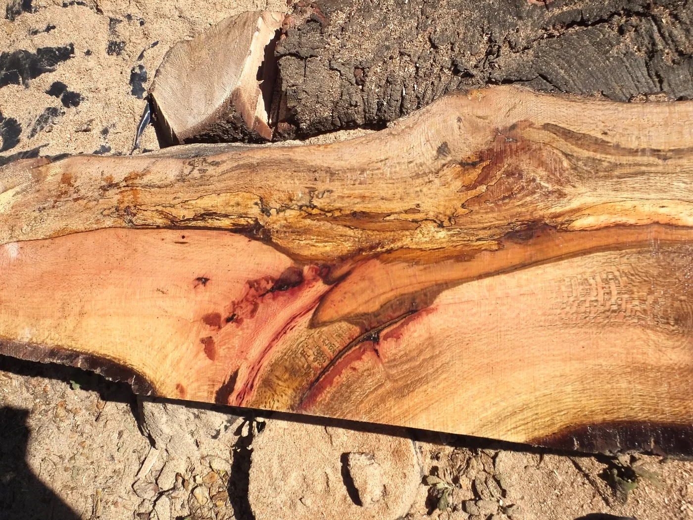 Trunk of former Cottage Oak being milled into slabs