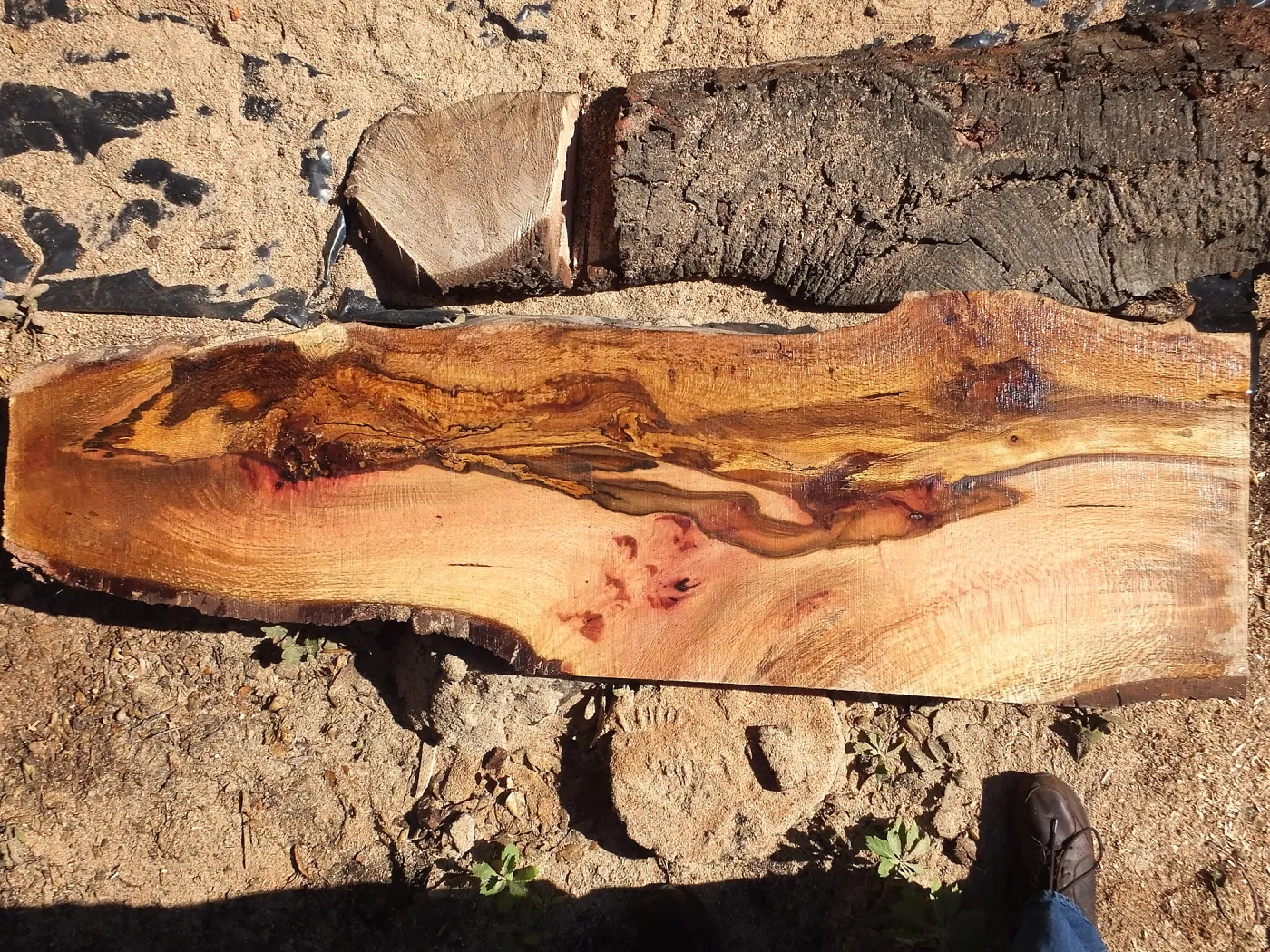 Trunk of former Cottage Oak being milled into slabs