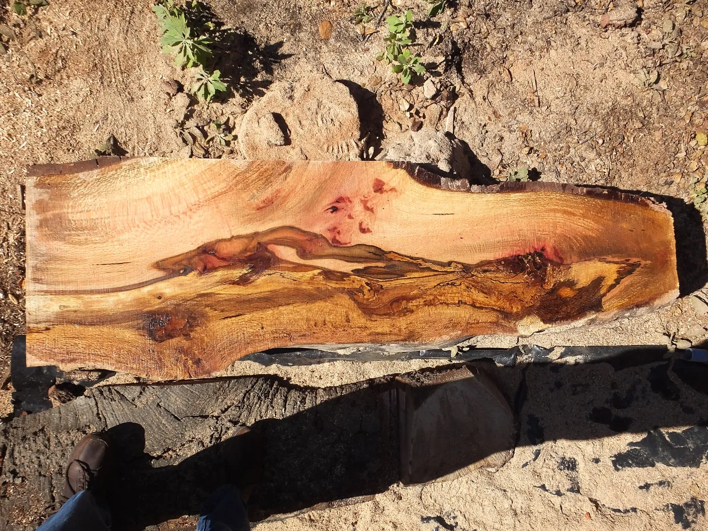 Trunk of former Cottage Oak being milled into slabs