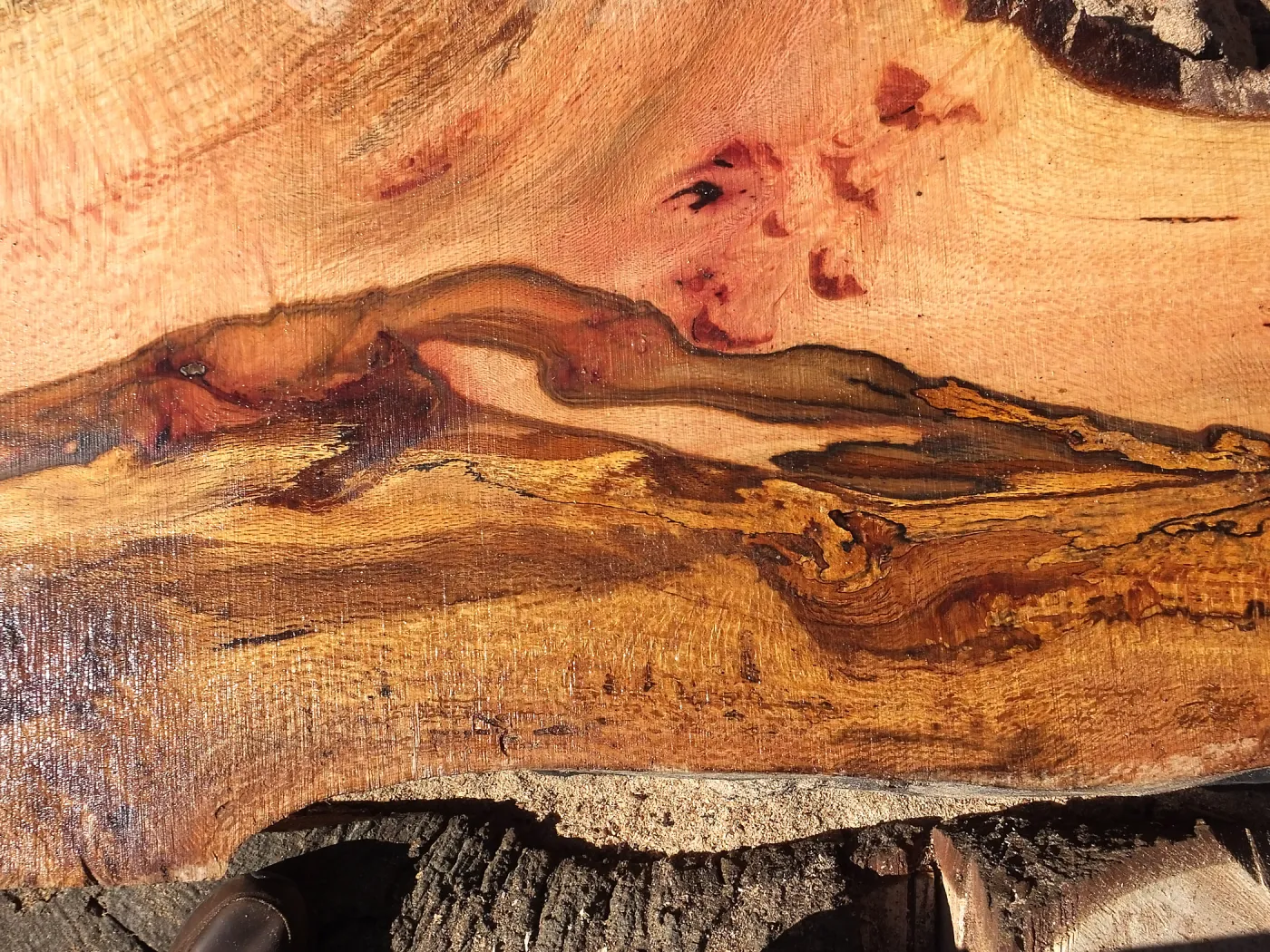 Trunk of former Cottage Oak being milled into slabs