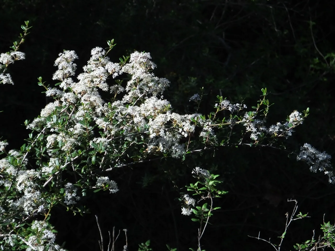 Ceanothus (California Lilac) below Cottage Deck