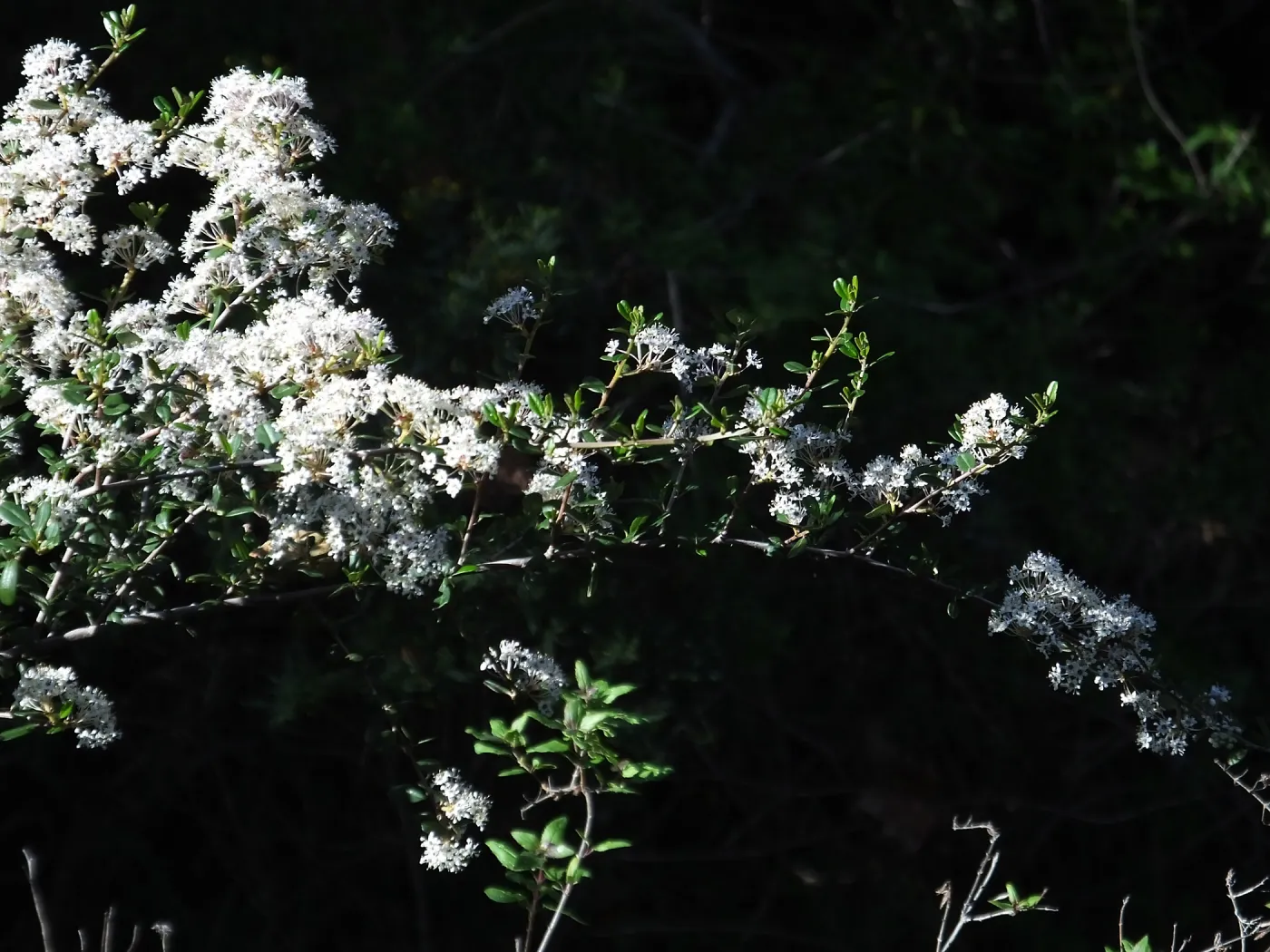 Ceanothus (California Lilac) below Cottage Deck