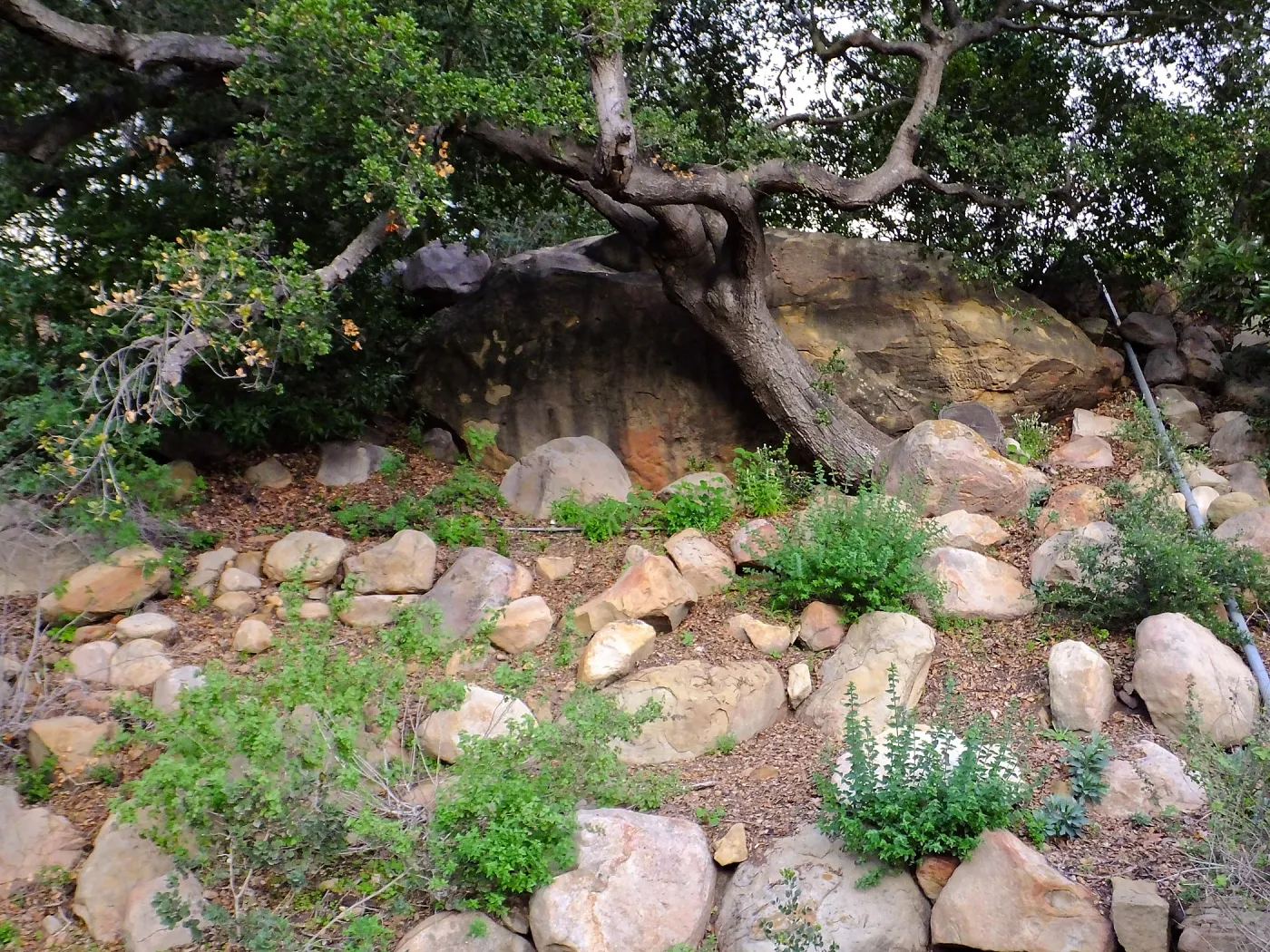 Canyon wall, Campbell Trail