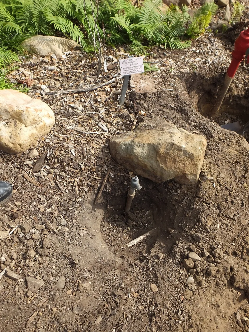 Arroyo sewer line construction