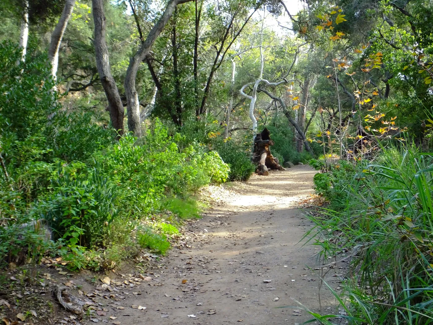 Canyon Trail