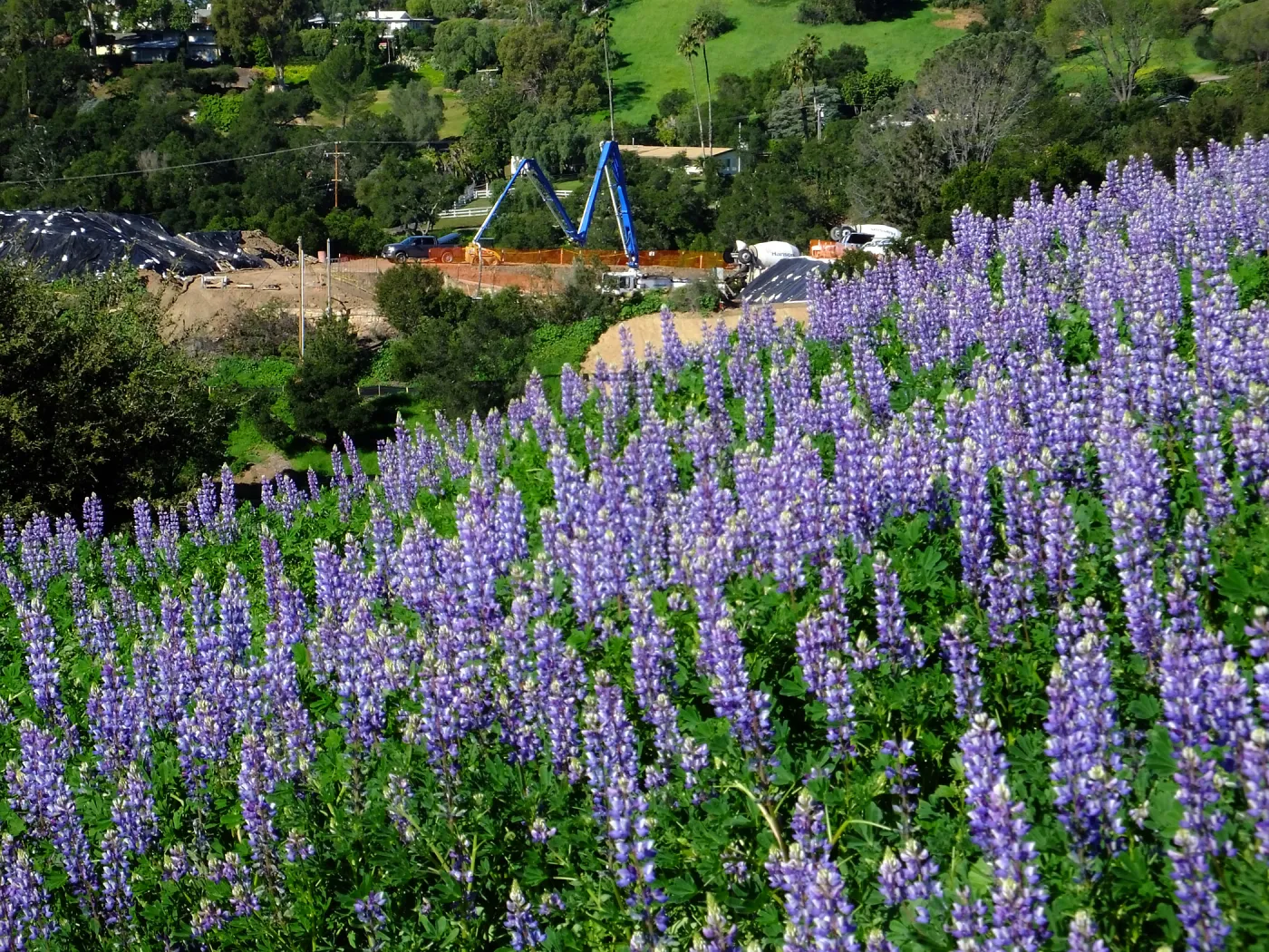 Pritzlaff Conservation Center construction work from Cavalli Ridge with lupines