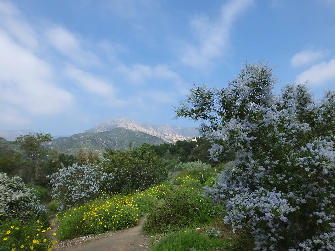 Porter Trail, Ceanothus (California Lilac)