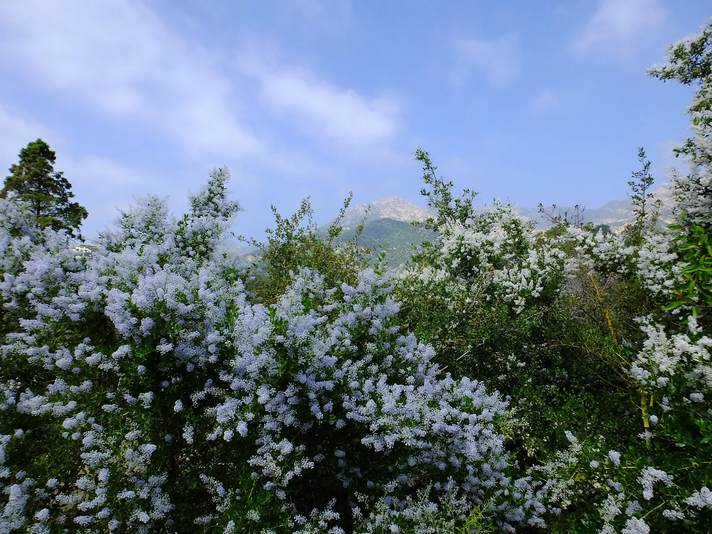 Porter Trail, Ceanothus (California Lilac)