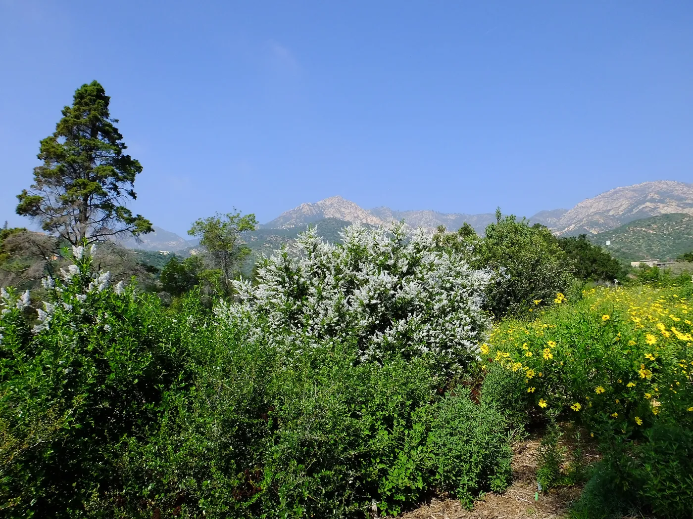 Porter Trail, Ceanothus (California Lilac)