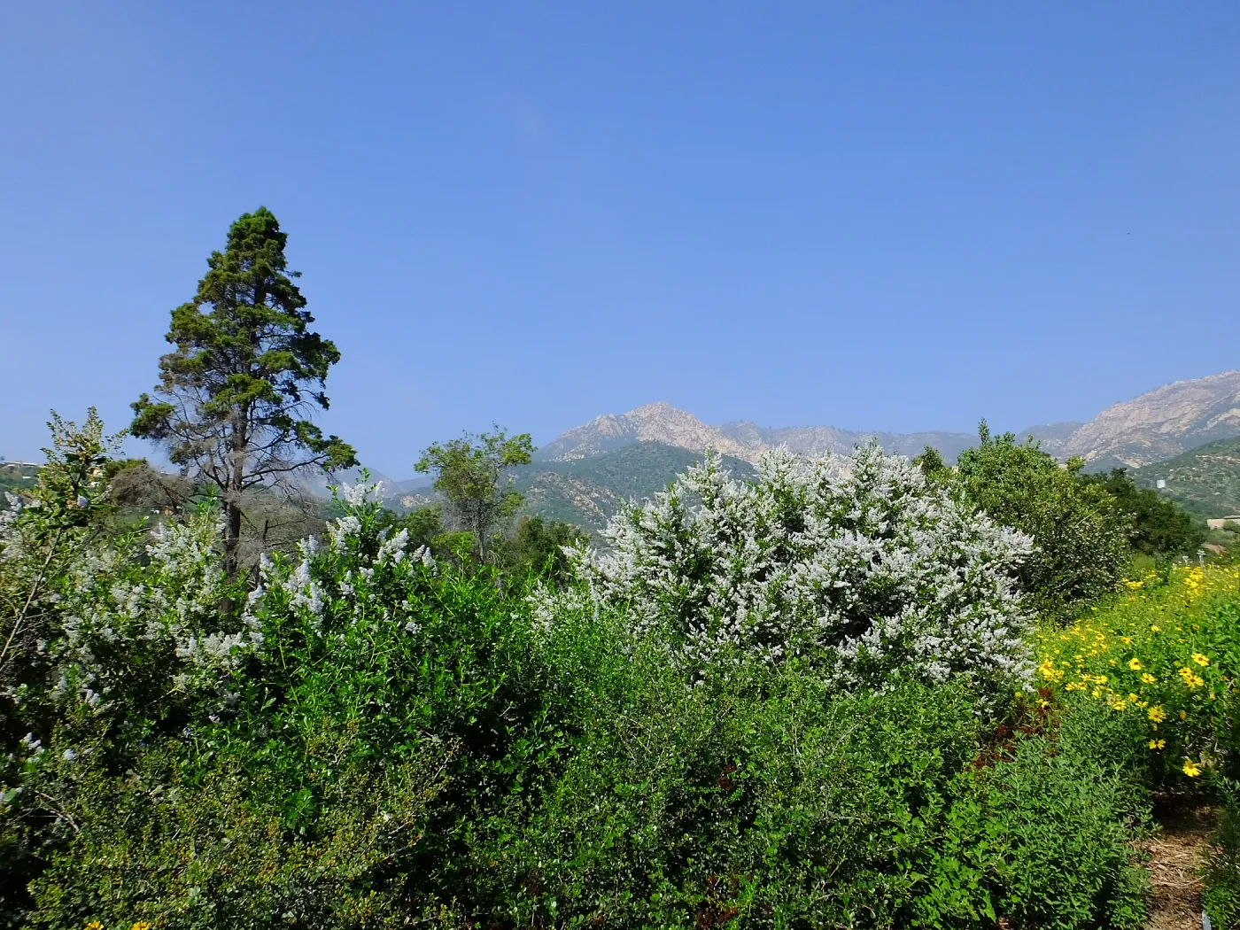 Porter Trail, Ceanothus (California Lilac)