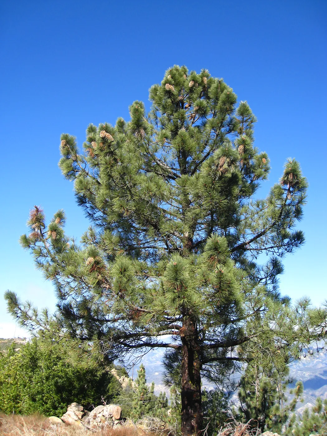 Pinus coulteri La Cumbre Peak east Camino Cielo