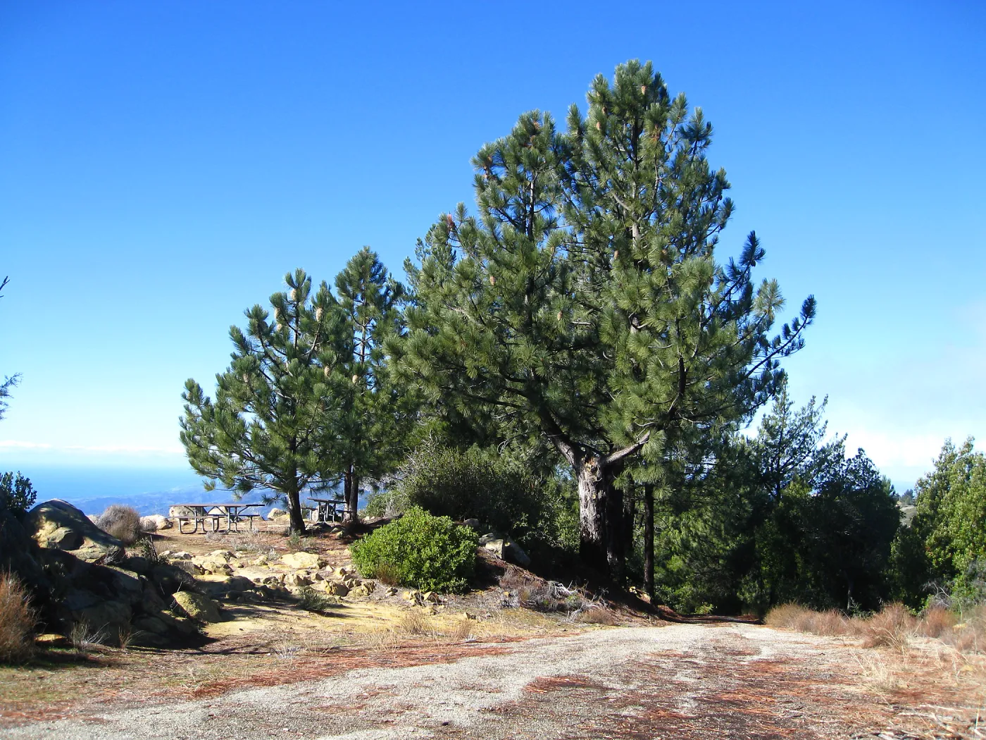 Pinus coulteri La Cumbre Peak east Camino Cielo