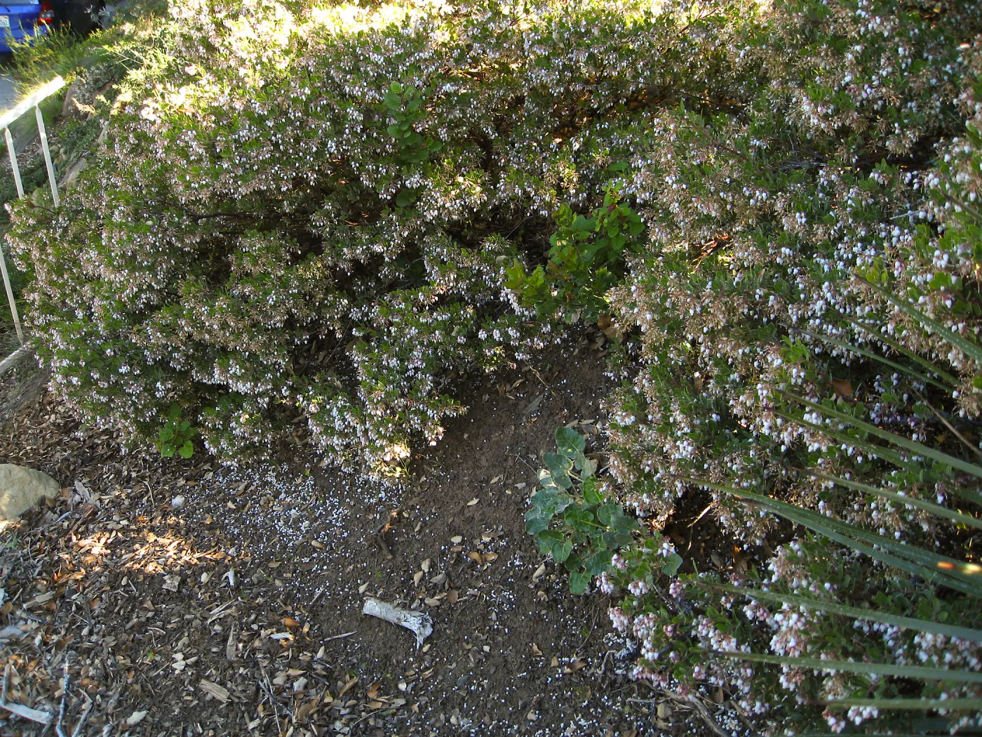 Ken Taylor manzanita at steps to Porter Trail