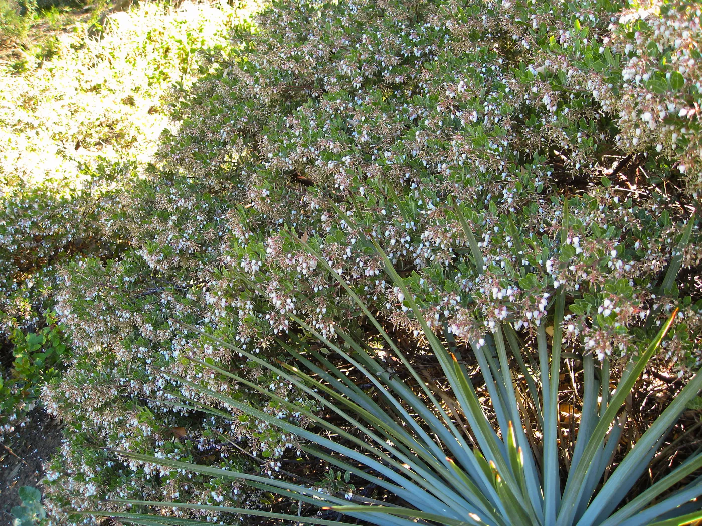 Ken Taylor manzanita and Yucca at steps to Porter Trail