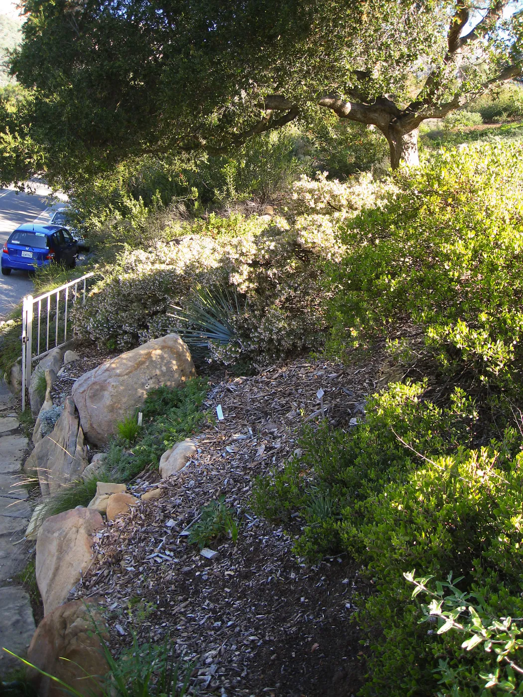 Arctostaphylos Ken Tayor at Porter Trail steps