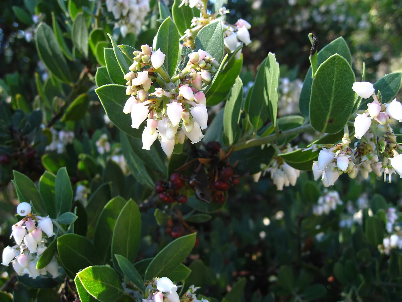 Manzanita closeup, flowers and fruit