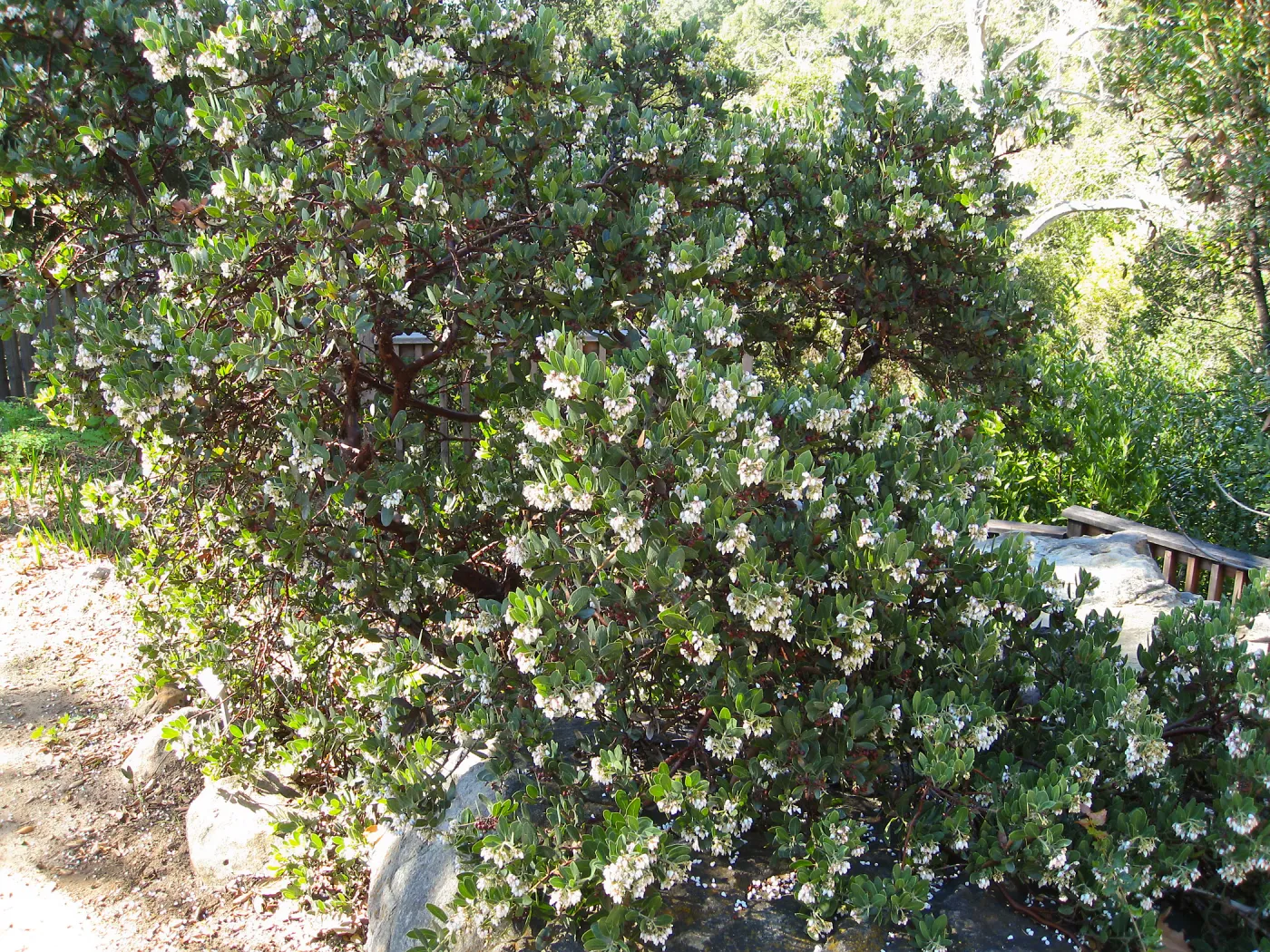 Arctostaphylos otayensis Manzanita section