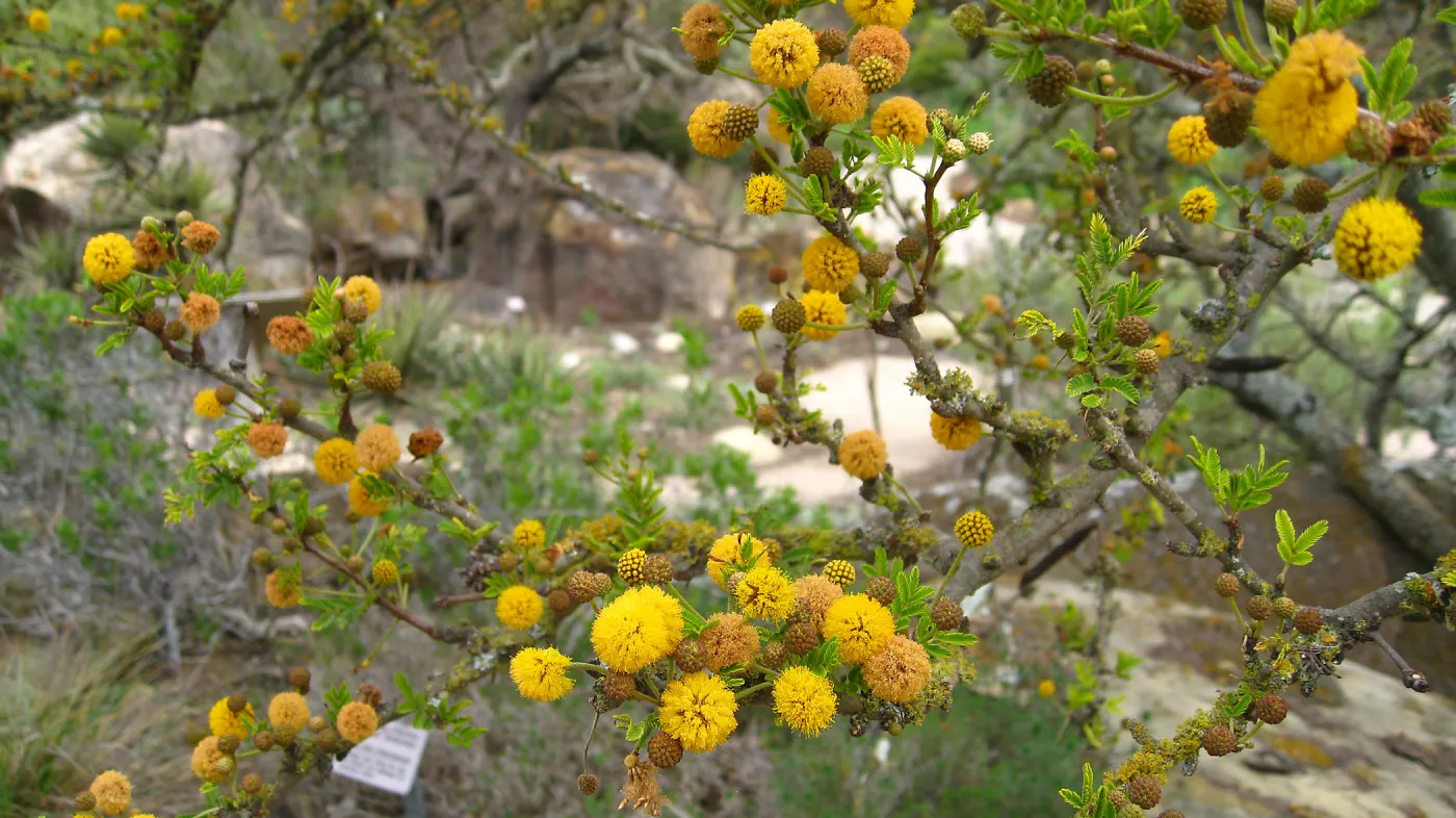 Closeup of Acacia farnsiana flowers and lichen, Desert Section